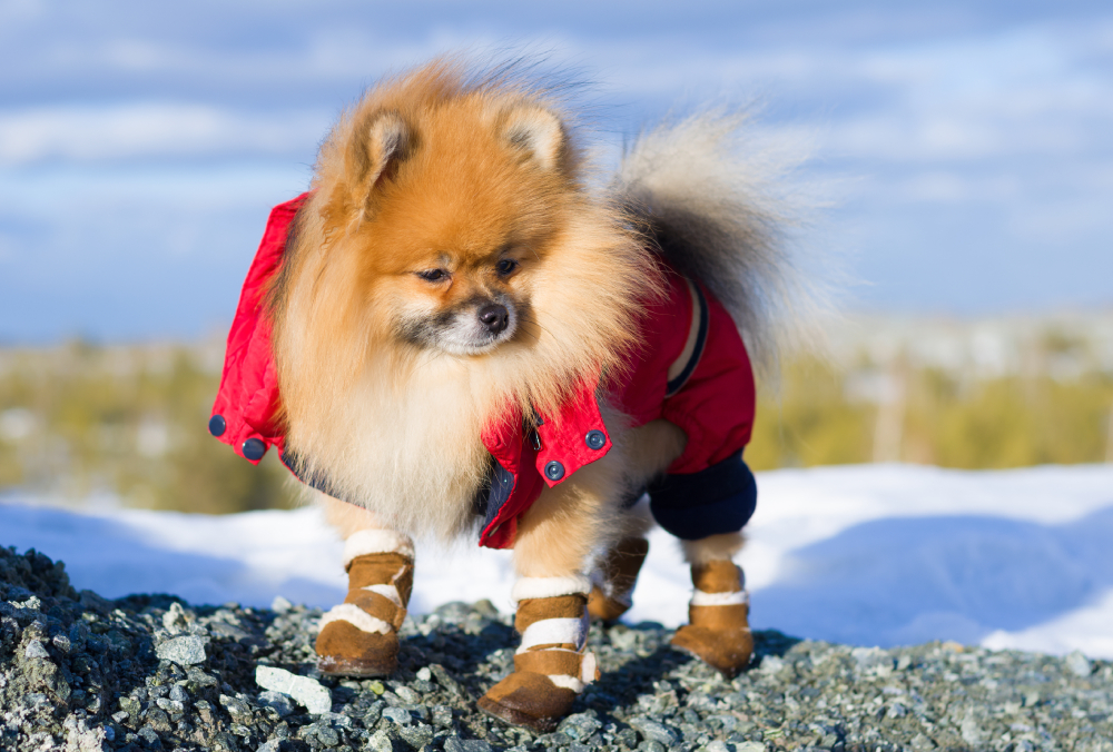 dog wearing dog shoes during the winter