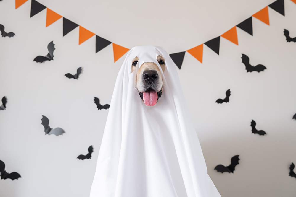 18 DIY Dog Halloween Costumes You Can Make at Home (With Pictures)