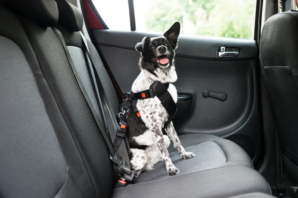 What Are Dog Transportation Services? Types, Uses, Pros & Cons