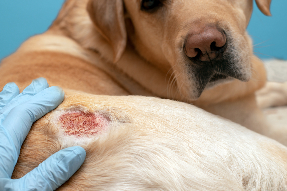 12 Common Skin Issues in Dogs: Vet-Reviewed Facts & Characteristics