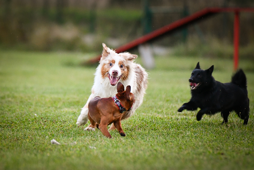 dogs chasing each other at the park