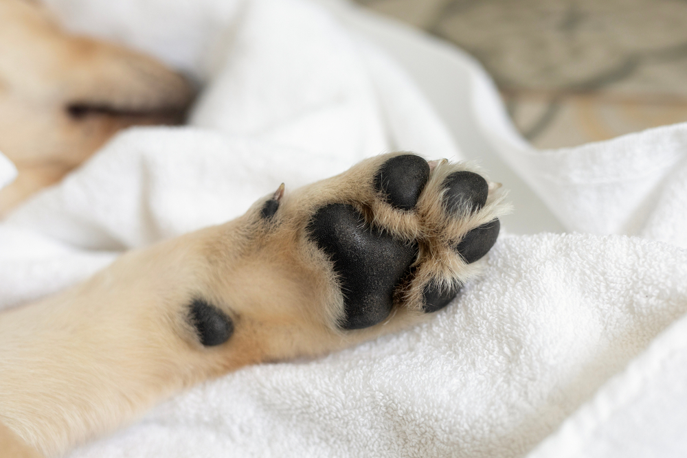 dog's paw pad