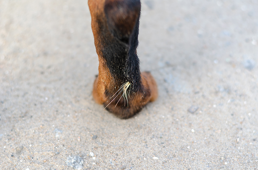 dry foxtail on dog's paw