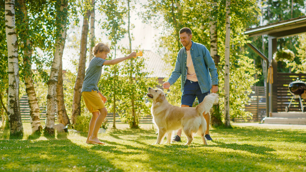 11 Backyard Games for Dogs to Play When the Weather Is Nice
