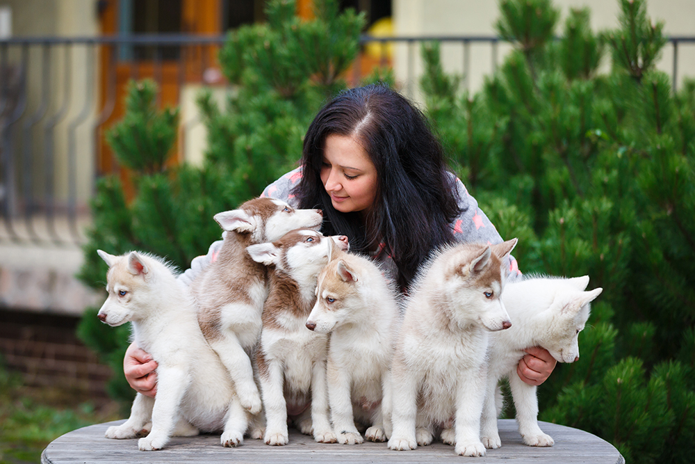 Do You Need a License to Breed Dogs? Vet-Reviewed Ethics & Legal Info