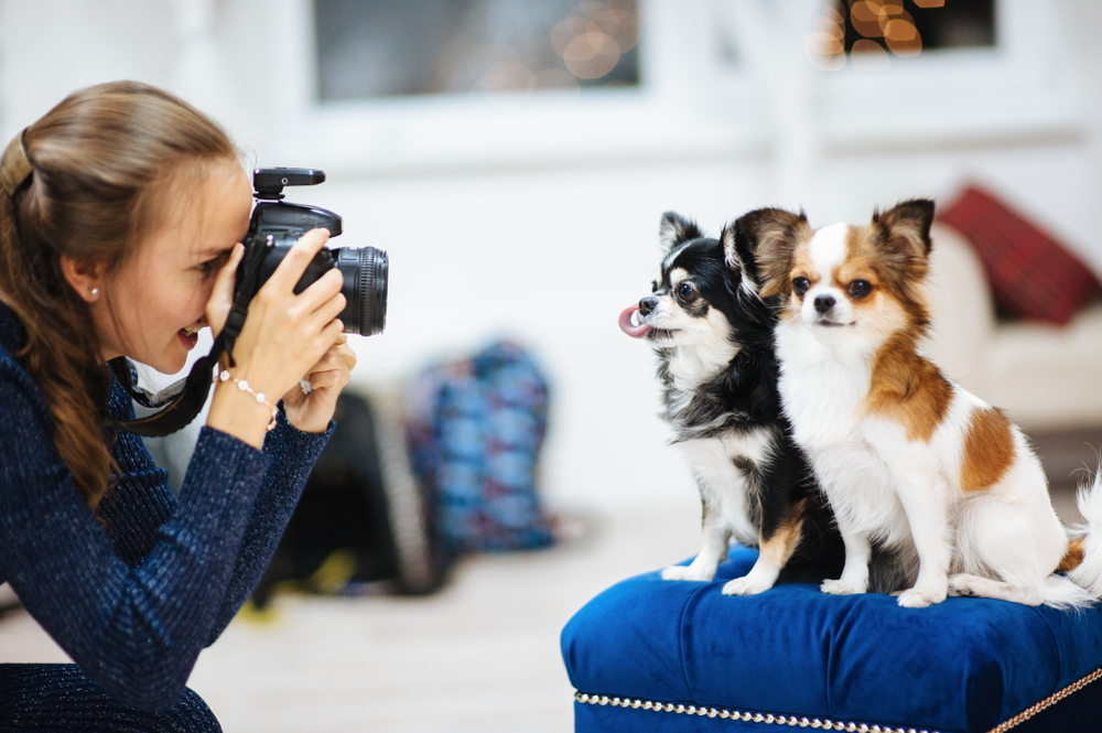 How Much Can Pet Influencers Make in 2026? Facts & FAQ