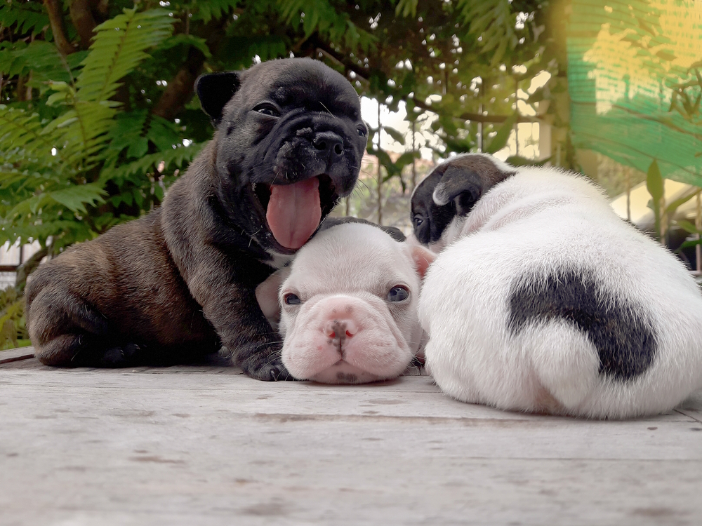 french-buldog-puppies-on-wooden-table