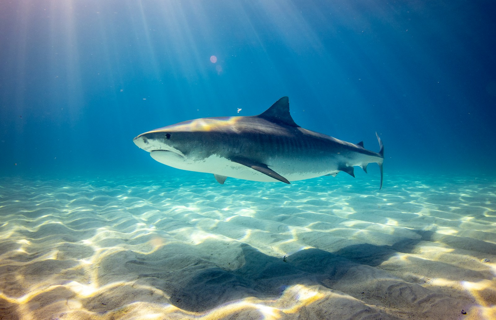 Did the French Use Dogs as Shark Bait? Shocking Facts (Vet Reviewed)