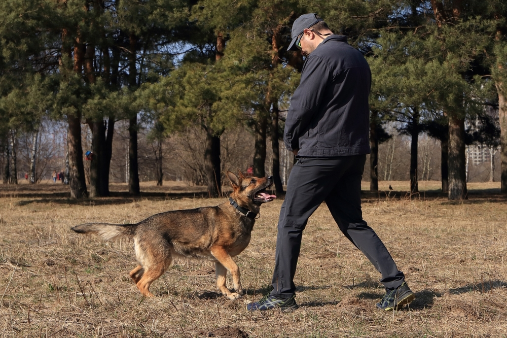 How to Teach the "Come" Command to Your Dog in 8 Vet-Approved Steps