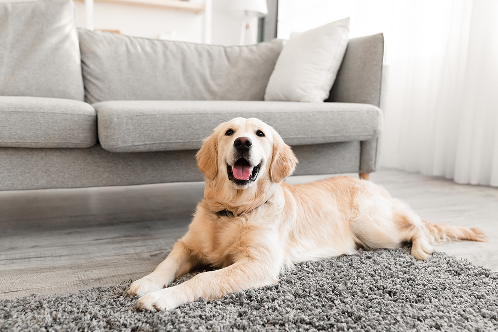 How to Keep Your Dog Off Furniture: 8 Vet-Verified Training Tips