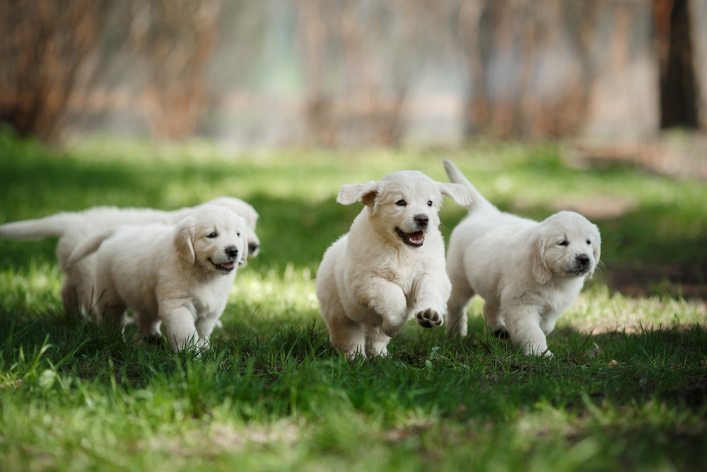 golden-retriever-puppies-playing-in-the-grass