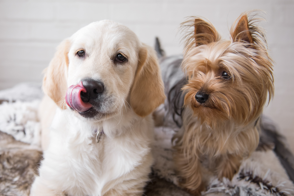 Introducing a New Dog to the Pack: 10 Vet-Approved Tips