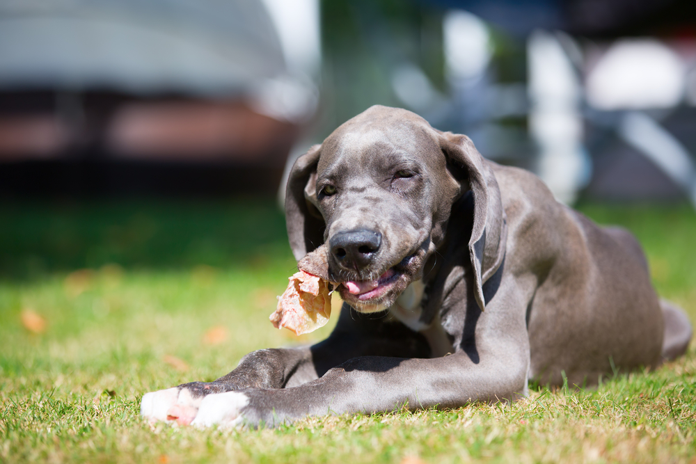 great dane puppy chew pig ears