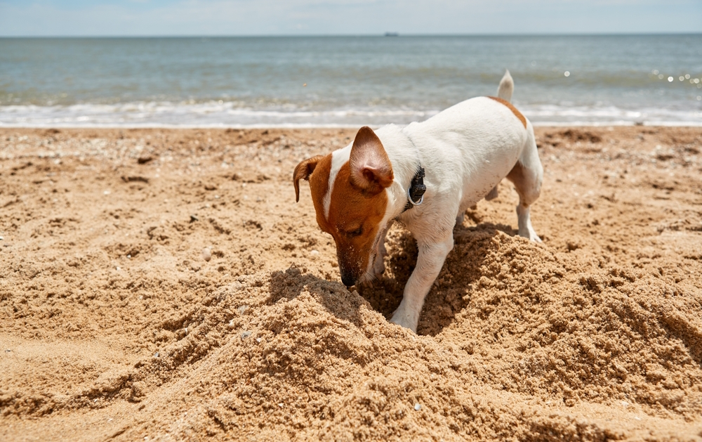 jack-russel-terrier-dog-digging-sand