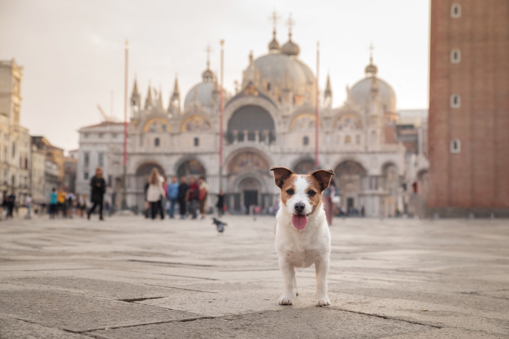 jack-russel-terrier-dog-near-church