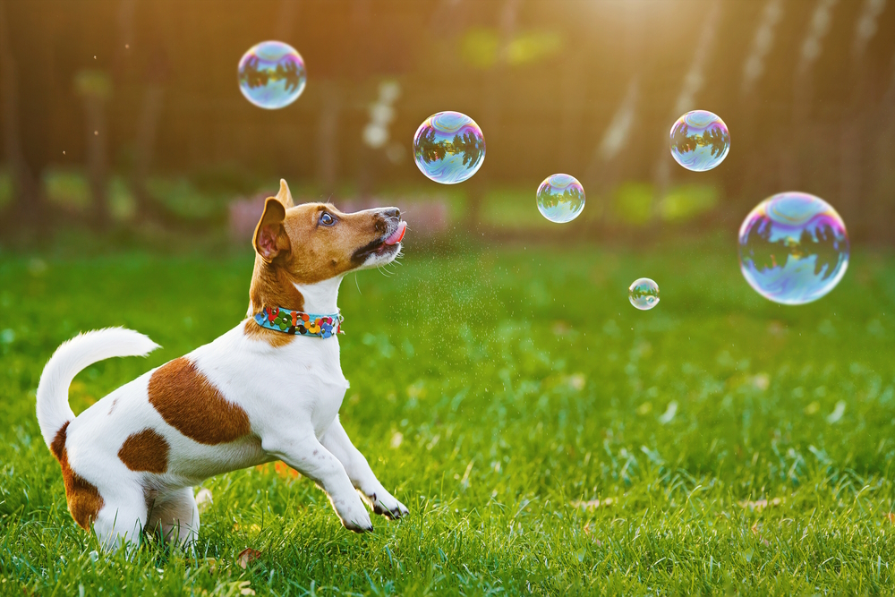 jack-russell-playing-with-bubbles-in-the-grass