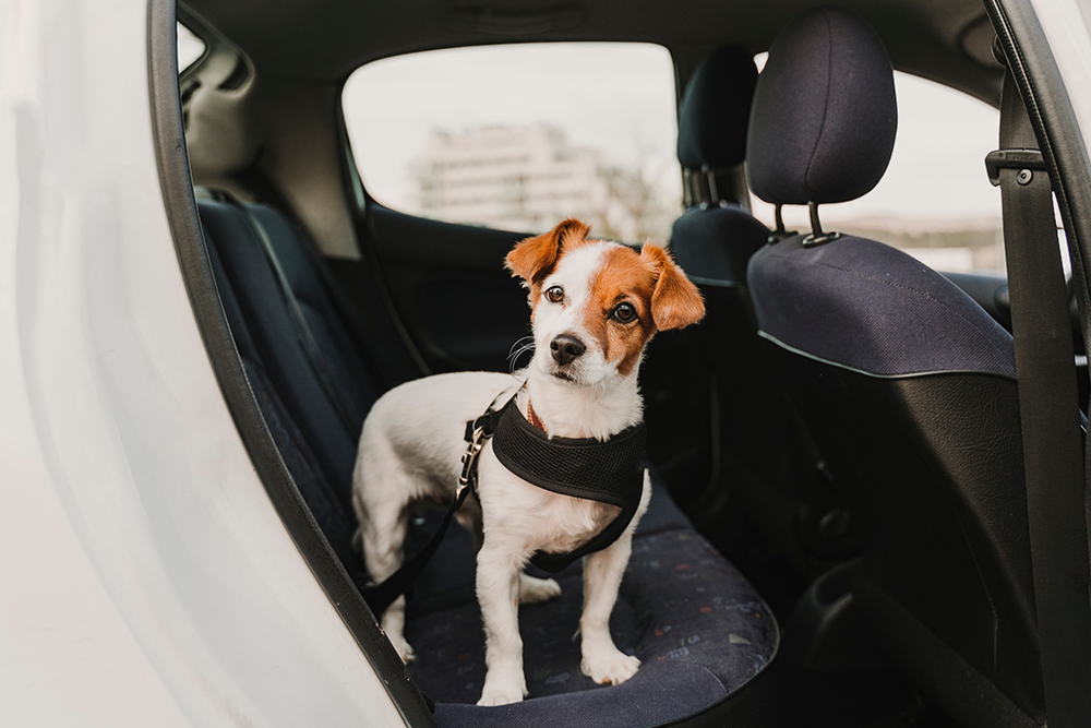How to Keep Your Dog Safe & Comfortable in the Car: 6 Vet-Approved Tips
