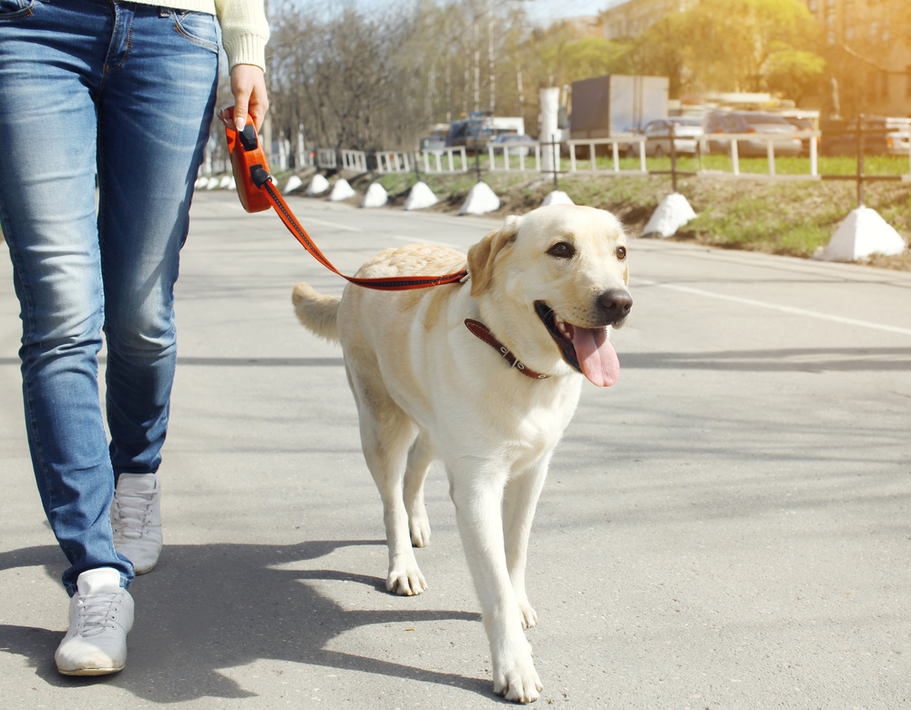 labrador retriever dog walking outdoor