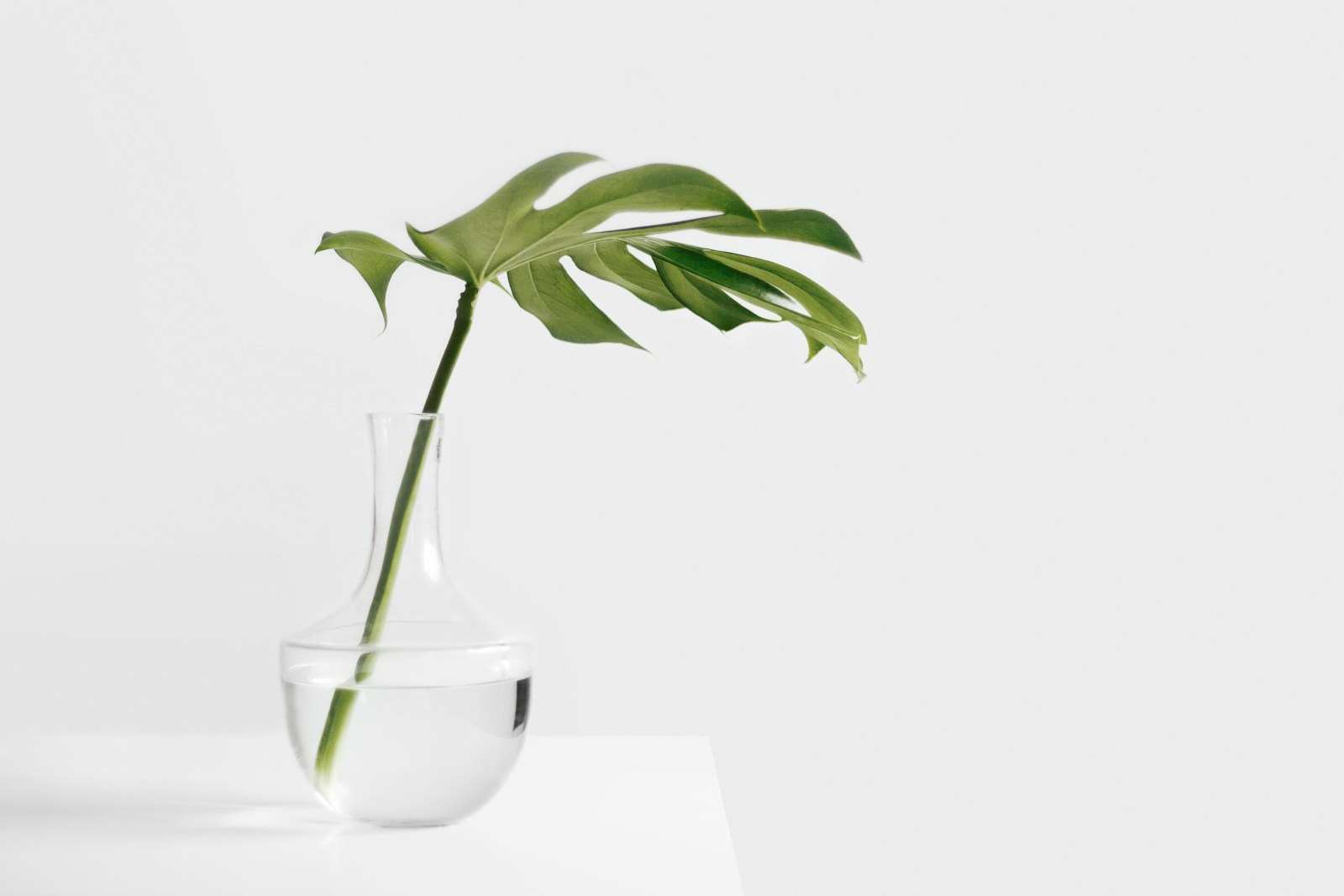 Philodendrons leaf in clear glass vase
