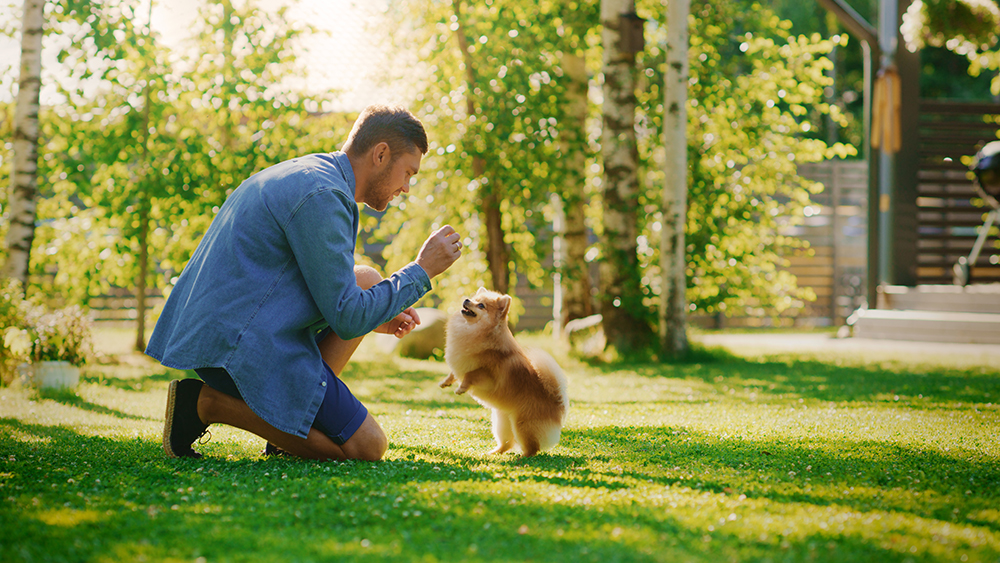man plays with pomeranian dog in the shade of their backyard