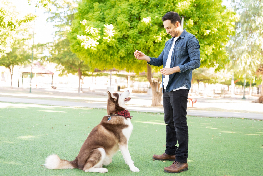 man-showing-treats-to-his-dog