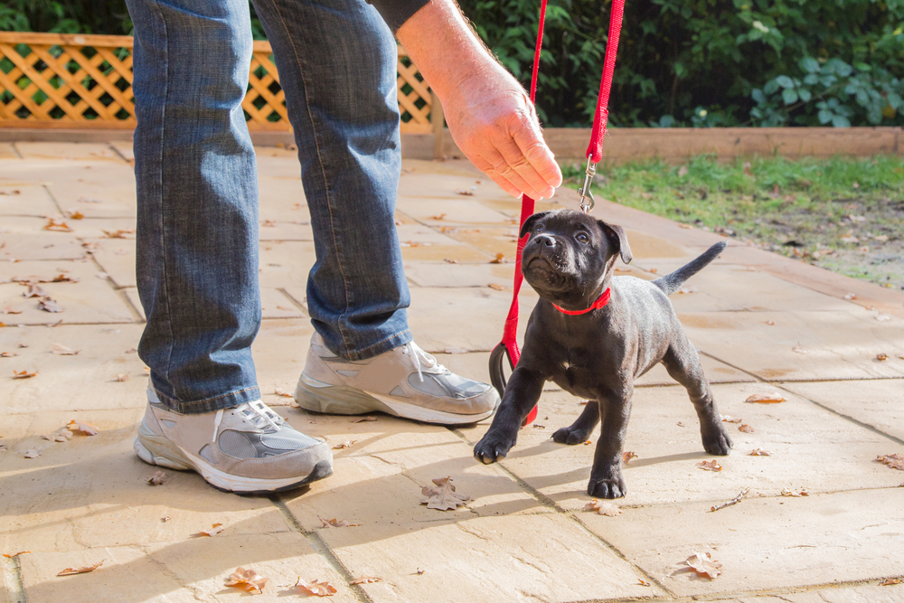 man training his puppy