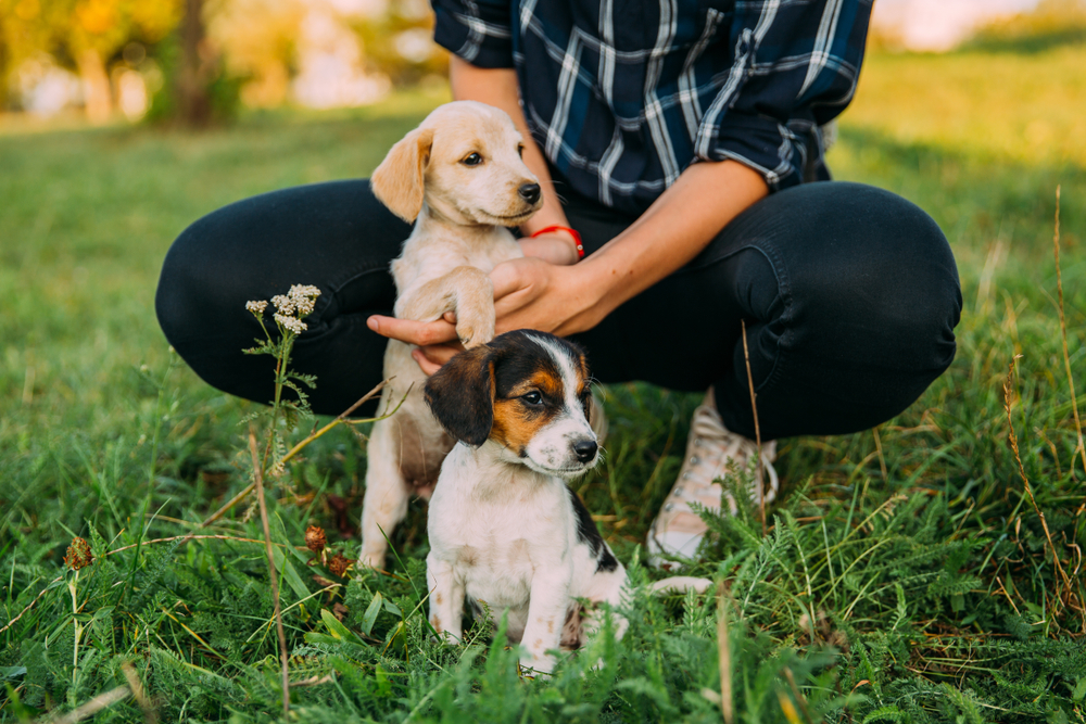 man visiting the puppies for adoption