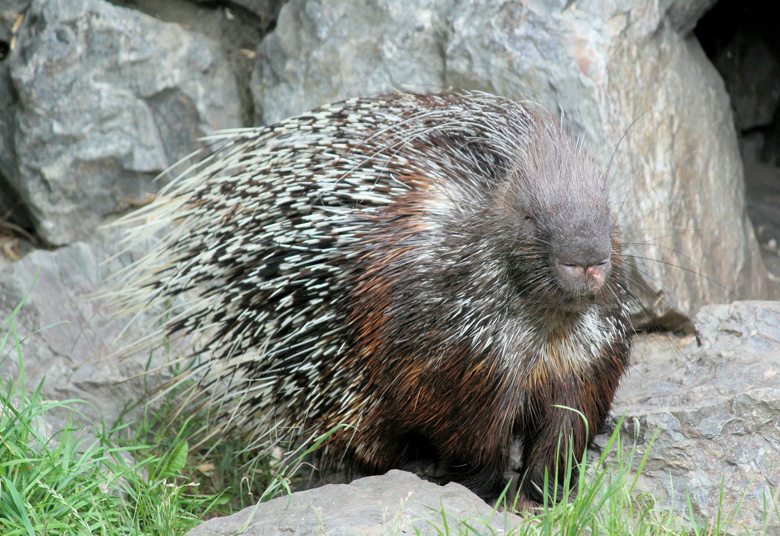 Porcupine gray and black