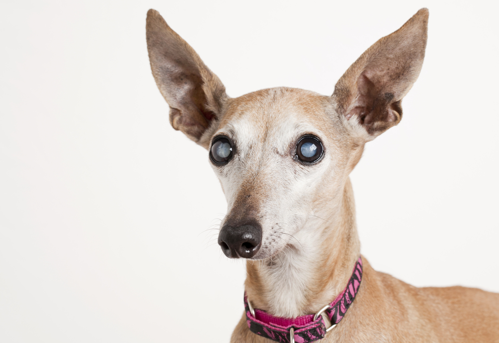 Cataracts in Dogs: Vet-Verified Signs, Causes & Treatment