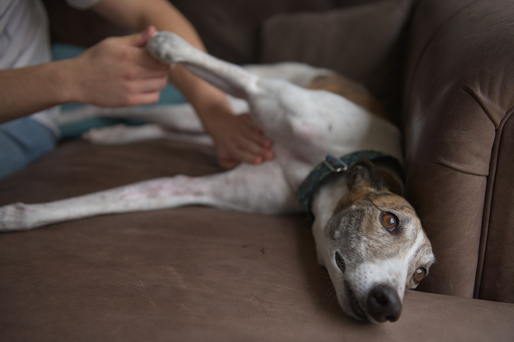 How to Massage Gas Out of a Dog: 4 Vet Recommended Techniques