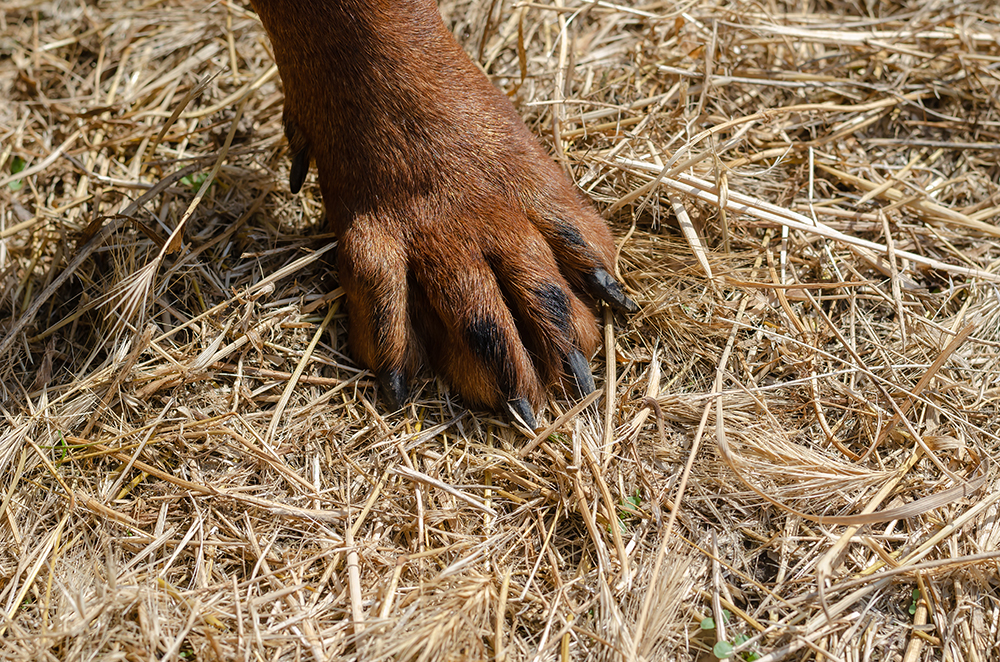 How to Remove Foxtail from a Dog’s Paw: 5 Simple Steps