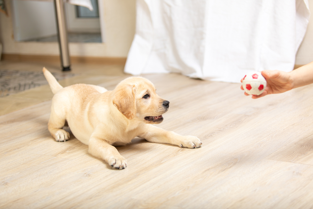 person playing with labrador retriever puppy at home