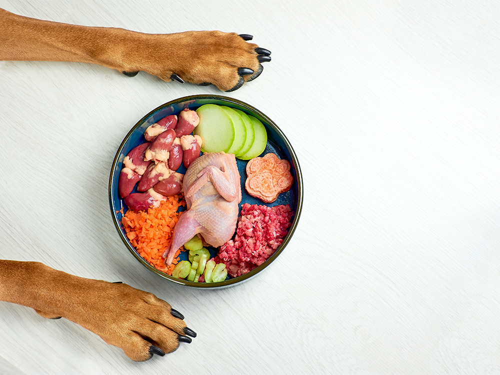 10 Essential Rules for Raw Dog Food: Vet-Verified Nutrition Considerations