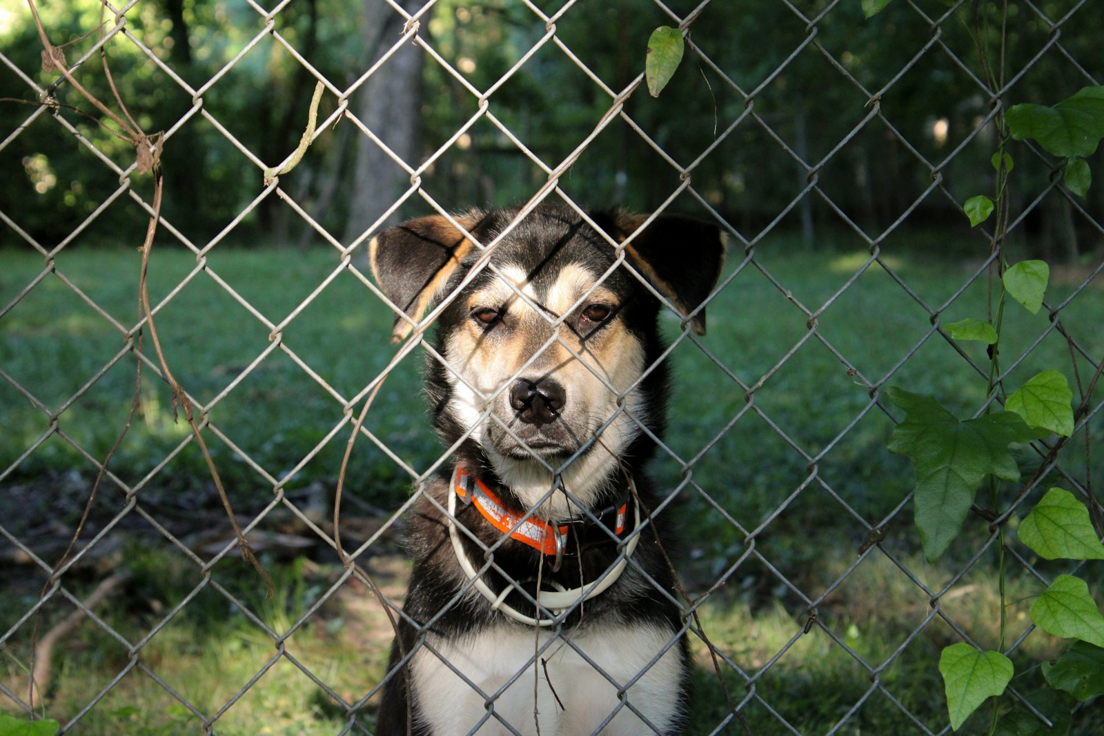 What Should I Do If My Neighbor Leaves Their Dog Outside? Vet-Reviewed Recommendations & Legal Facts
