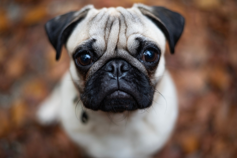How Much Do Pugs Smell? Vet-Reviewed Facts & FAQ