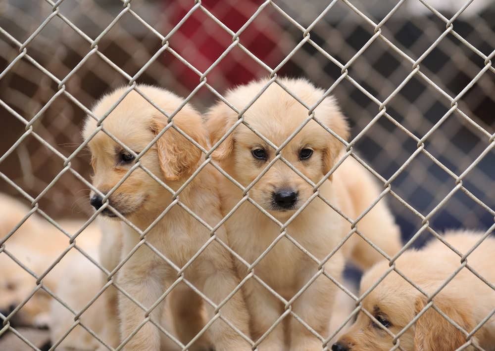 How to Stop Puppy Mills: 10 Things You Can Do (Vet Reviewed)