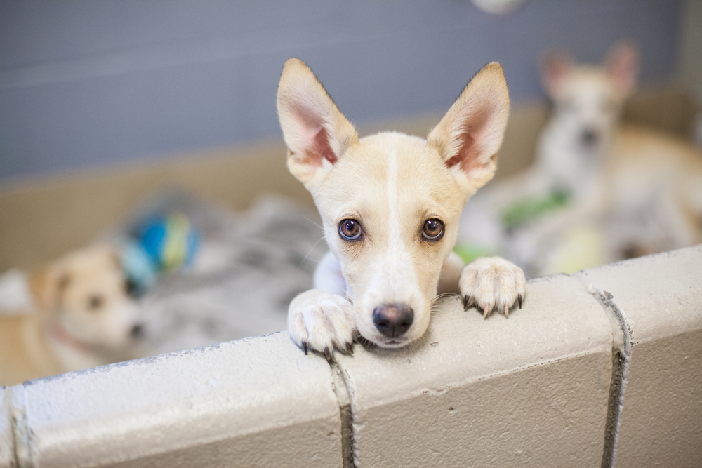puppy for adoption