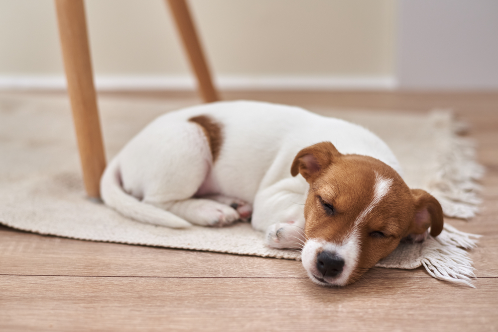 Why Do Dogs Howl in Their Sleep? Dog Behavior Explained (Vet-Reviewed)