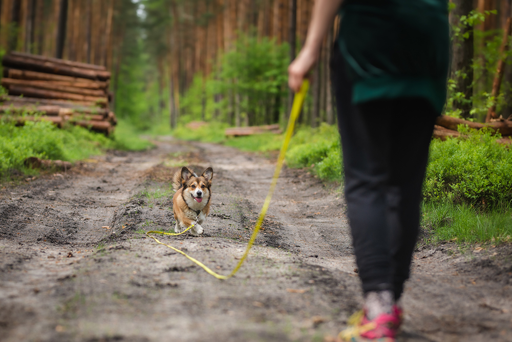 recall training of a pembroke welsh corgi dog with long leash