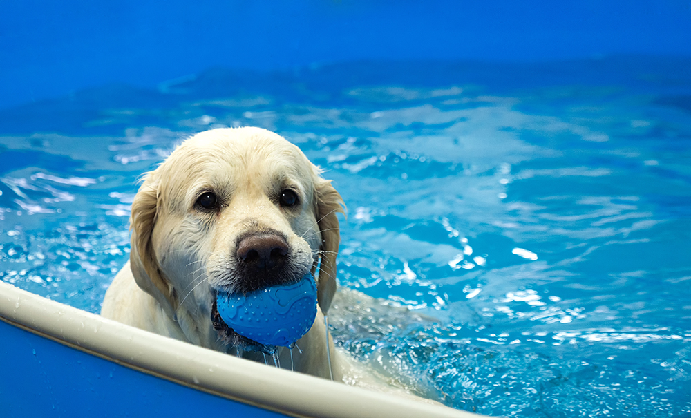 retriever dog in the pool