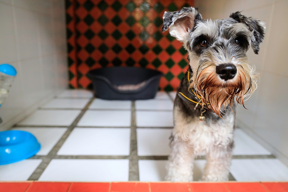 Schnauzer dog boarding in pet hotel