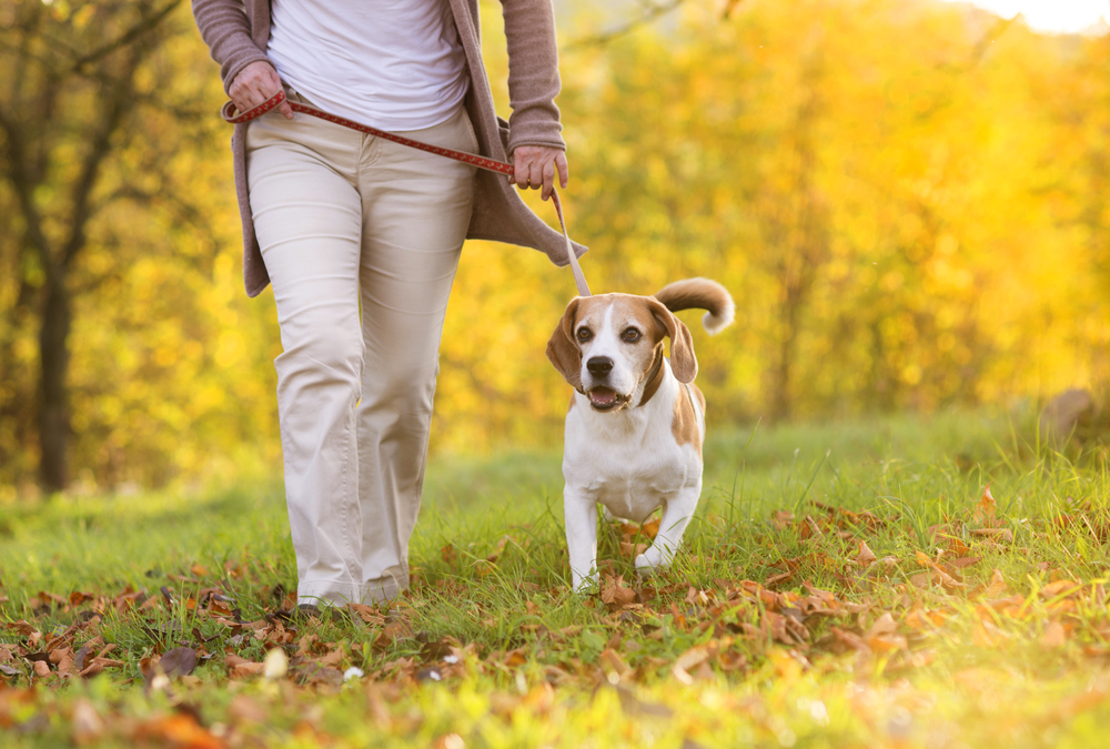 senior dog walking with owner