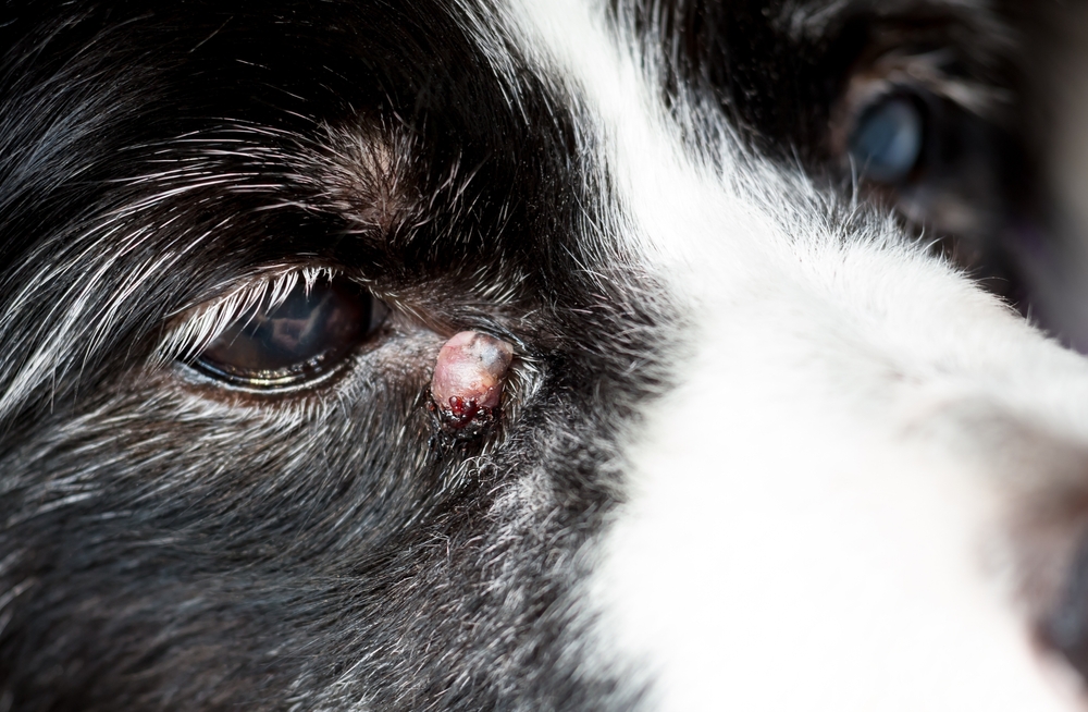 Types of Cysts on Dogs & How to Treat Them (Vet Answer)