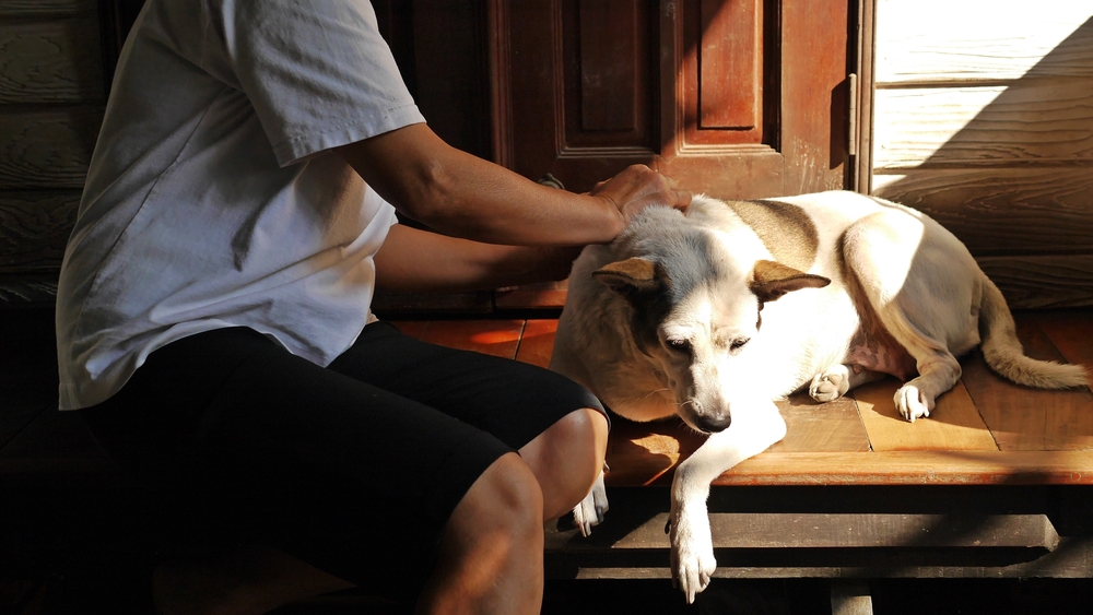 Owner checking her dog's fur outside on the porch