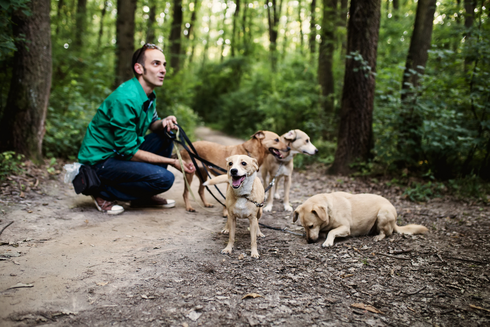 Dog walker with dogs