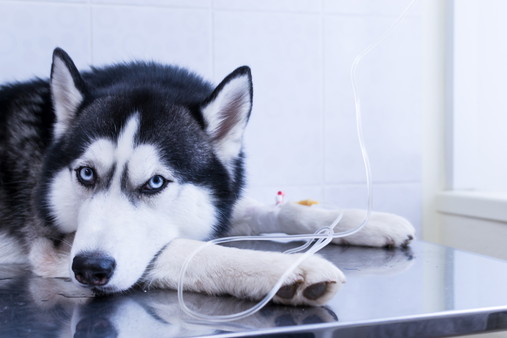 IV Fluids for Dogs: Our Vet Explains Types & Reasons Why They May Be Needed