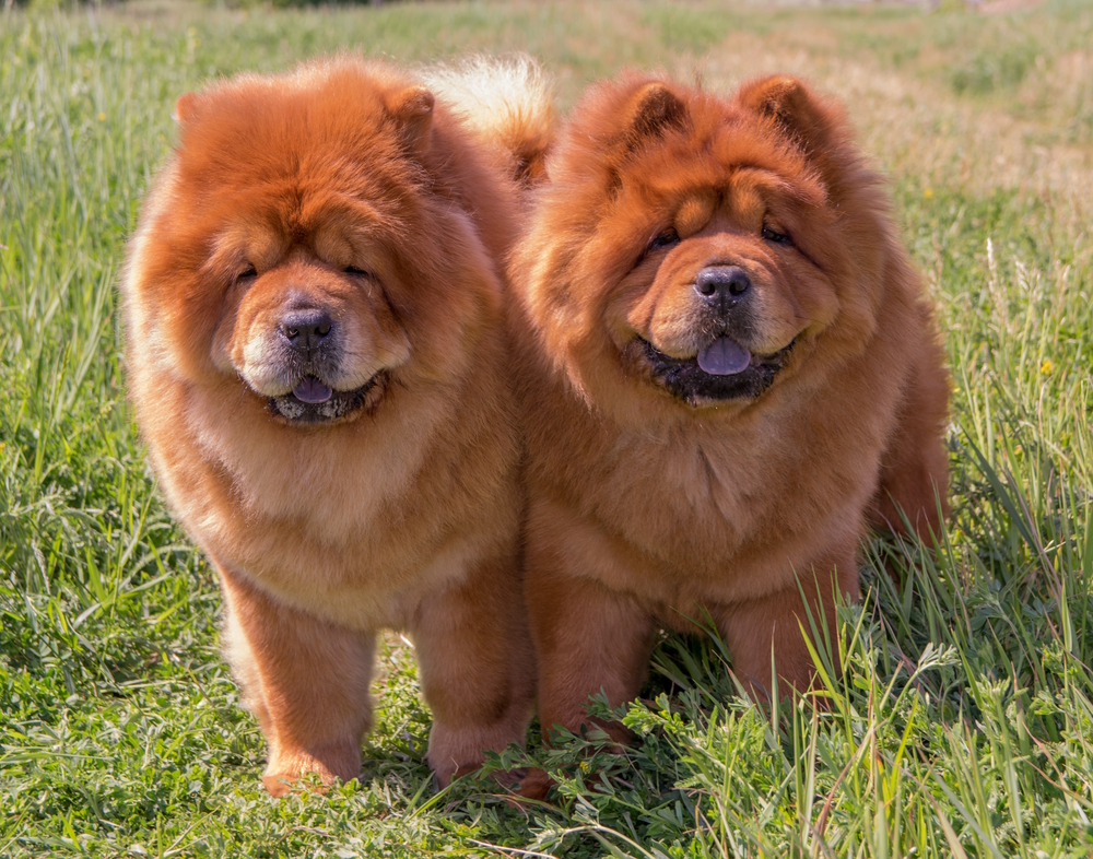 Do Dogs Like Being Outside? 11 Vet-Verified Reasons to Love the Outdoors