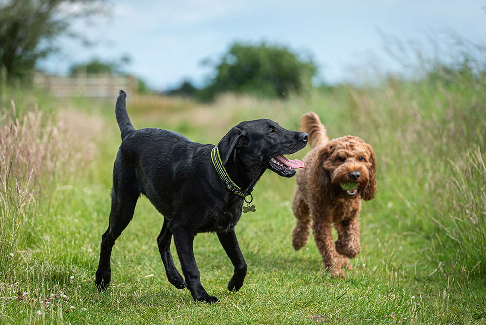 100+ Purebred Dog Breeds: Complete List From A to Z (With Info & Pictures)