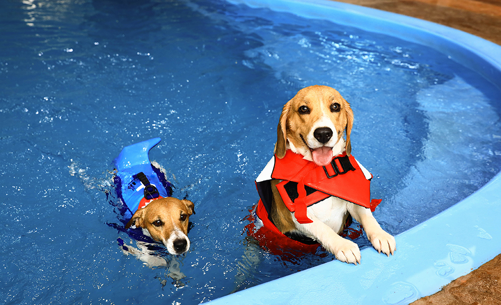 Do Dogs Pee in the Pool? Vet-Verified Behavior Facts