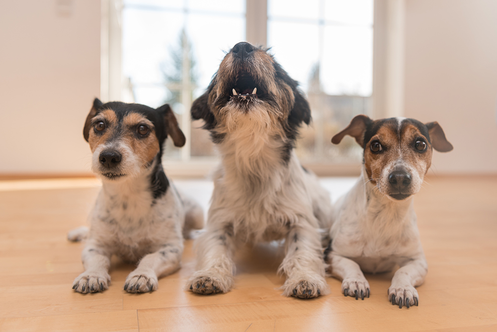 9 Sounds Dogs Make & What They Mean (Vet-Verified)